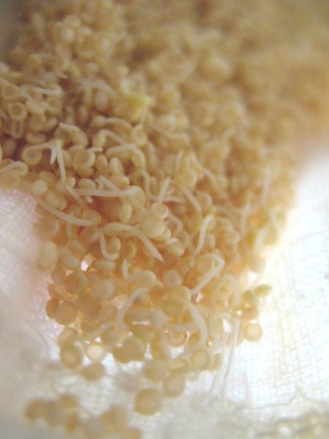 amaranth_young-sprouts_closeup1