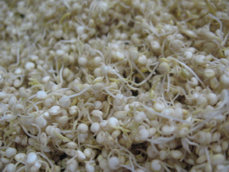 quinoa_sprouts_ready-3