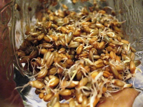 rye_sprouted_ready_rejuvelac-6