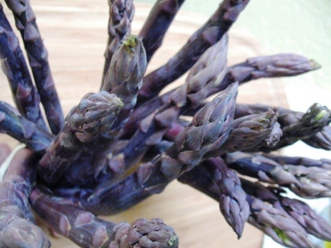 asparagas_purple-66