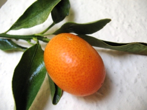 kumquat_1_closeup-3-copy