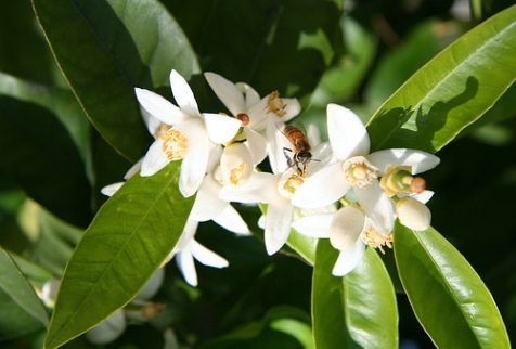 Orange Blossoms with Bee, by Clownfish 