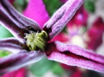 Purple-Flower (9)