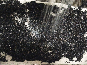 black-Sesame_sprout_rinse_cheesecloth (2)